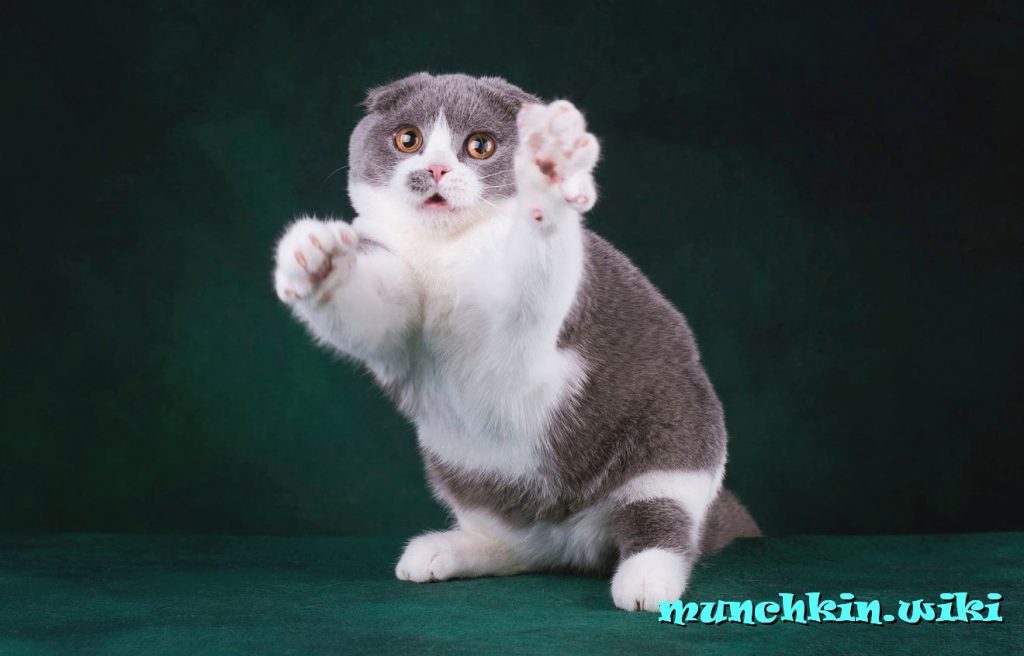 сколько стоит манчкин