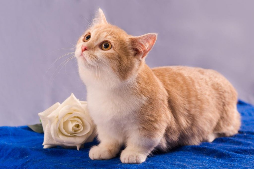 вязка манчкина