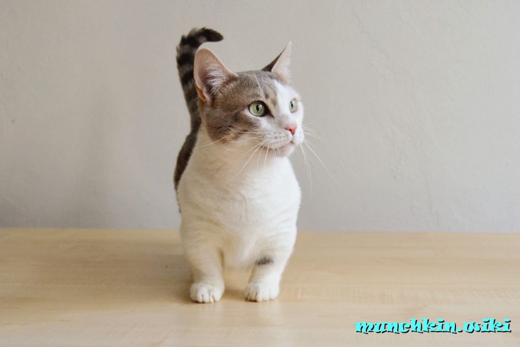 как манчкин сидит и спит