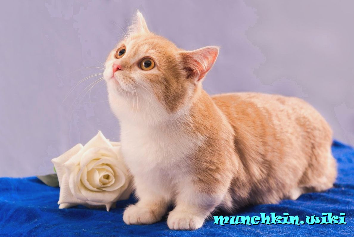белый котенок породы манчкин