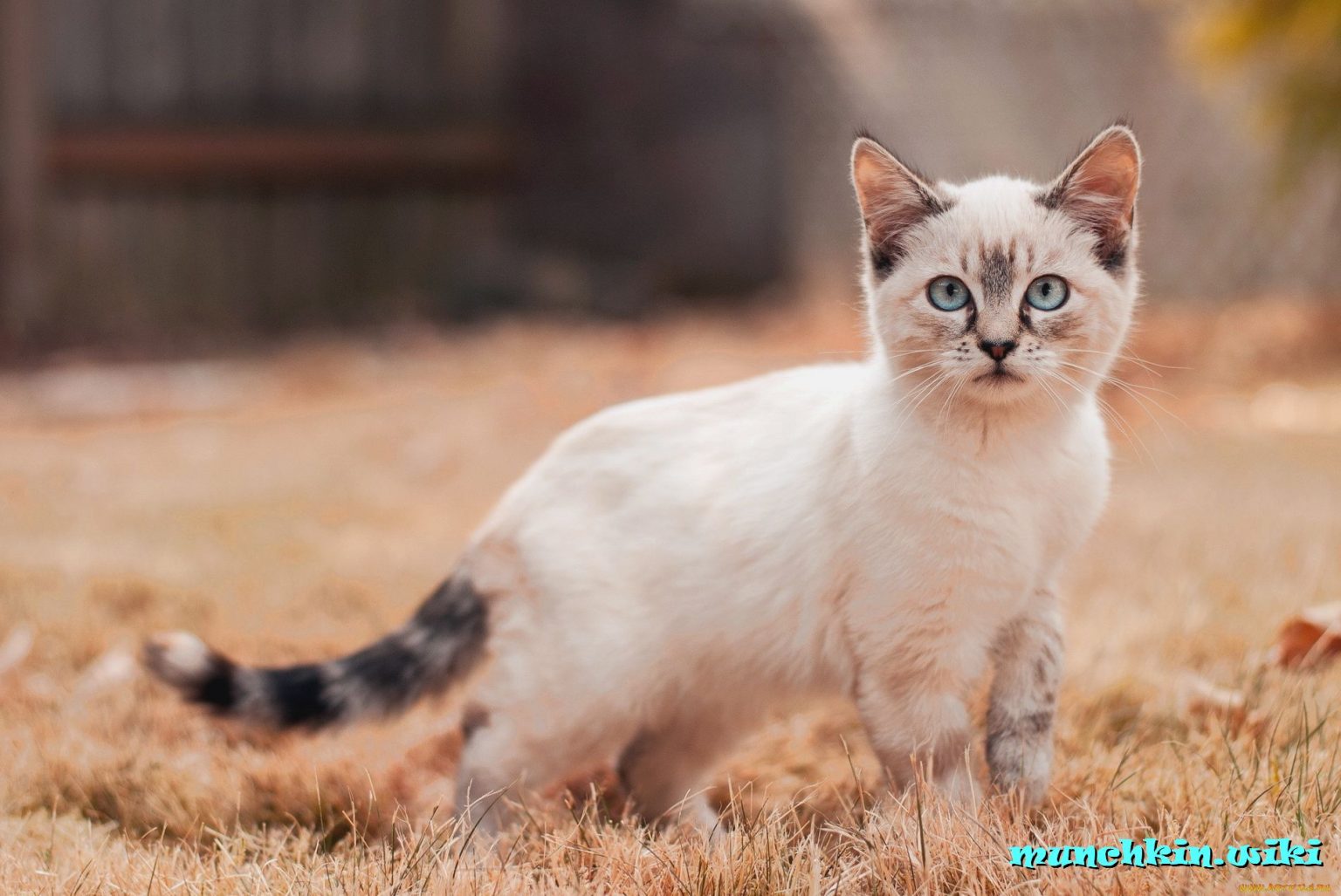 Сколько стоит кот (котенок) манчкин, какая цена