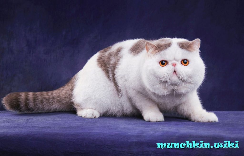 персидский манчкин