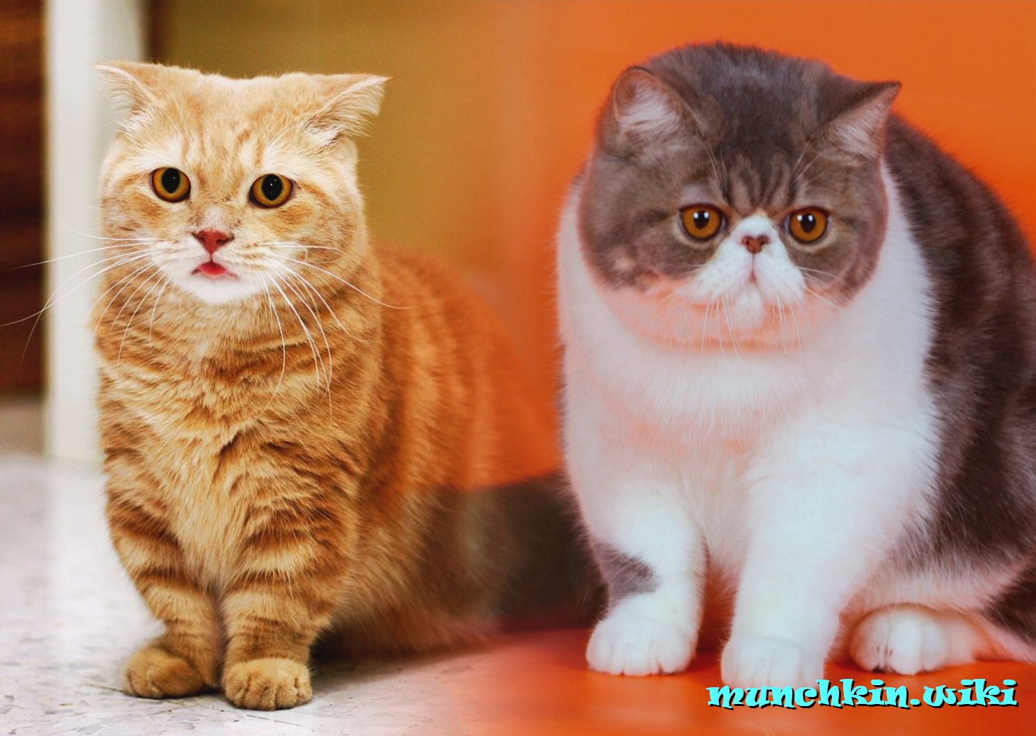 два кота породы манчкин