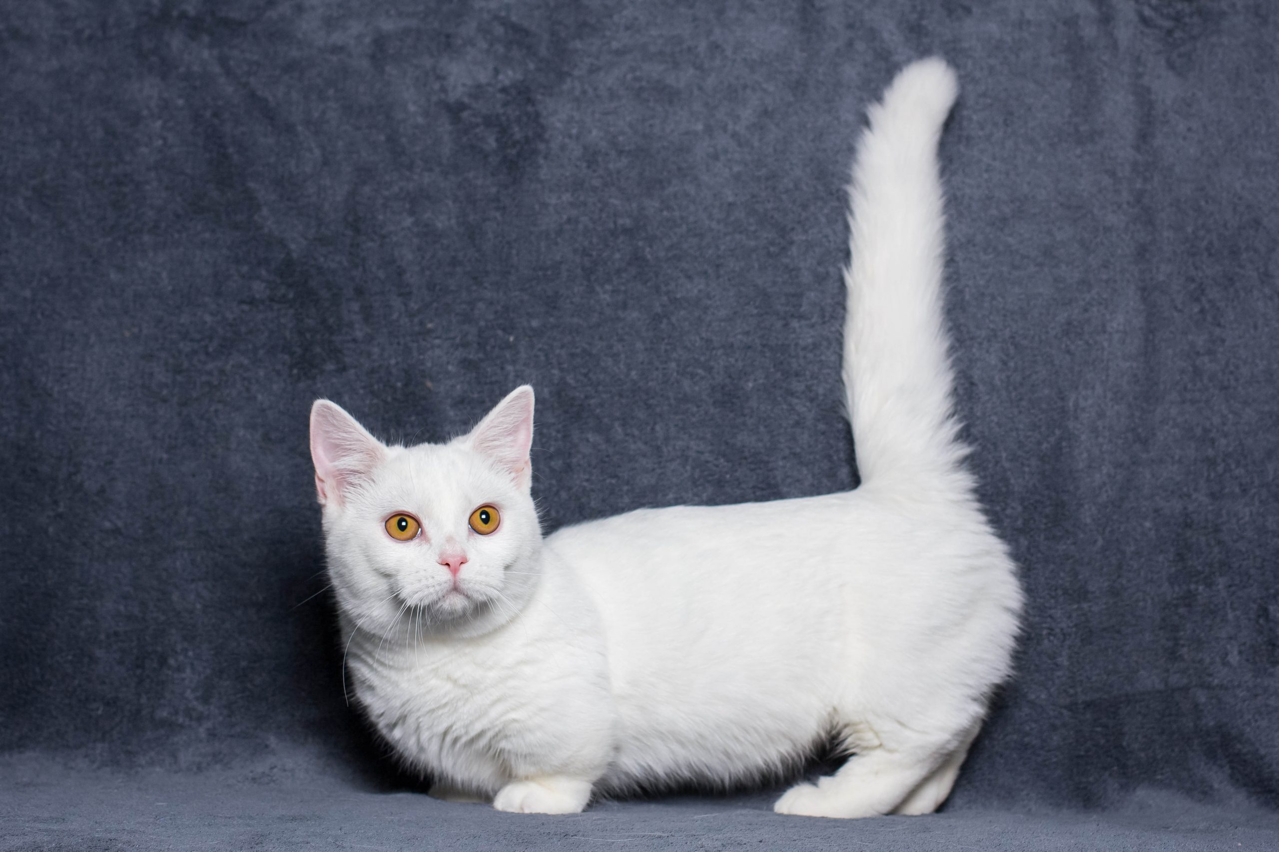 белый котенок породы манчкин