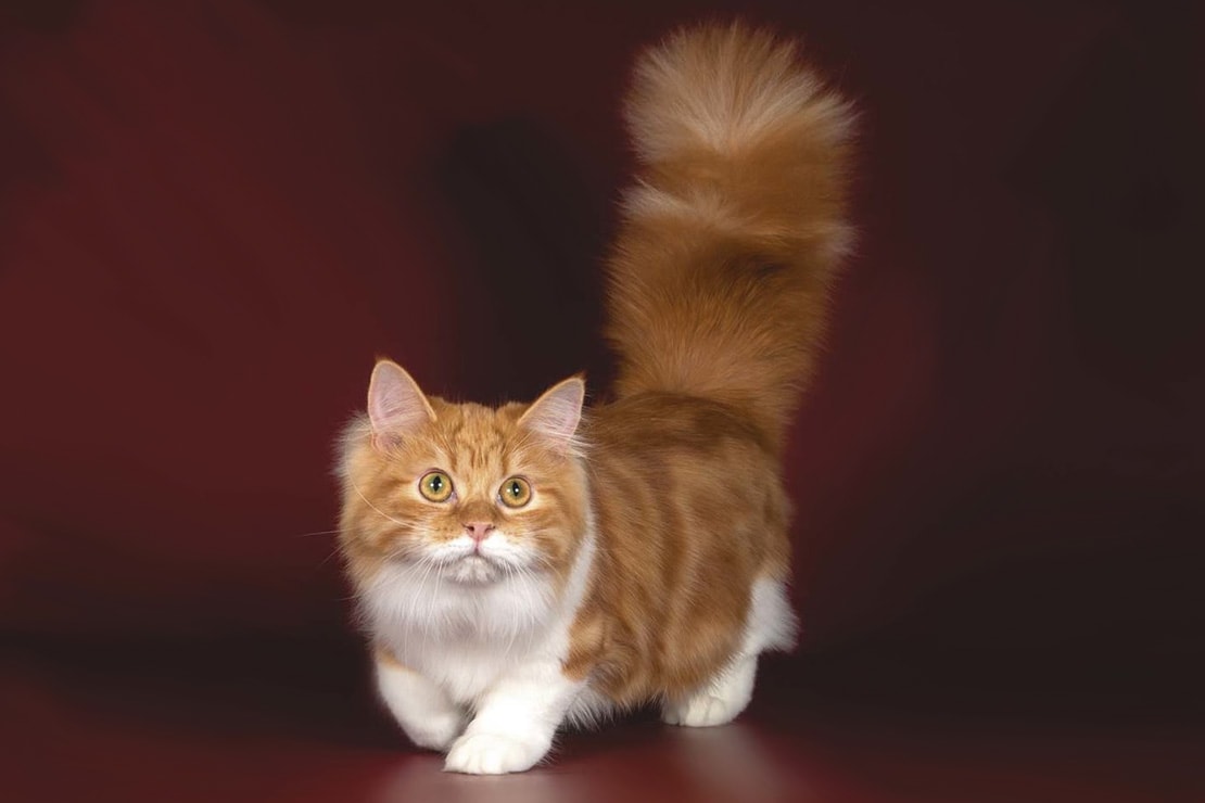 рыжий котенок манчкин