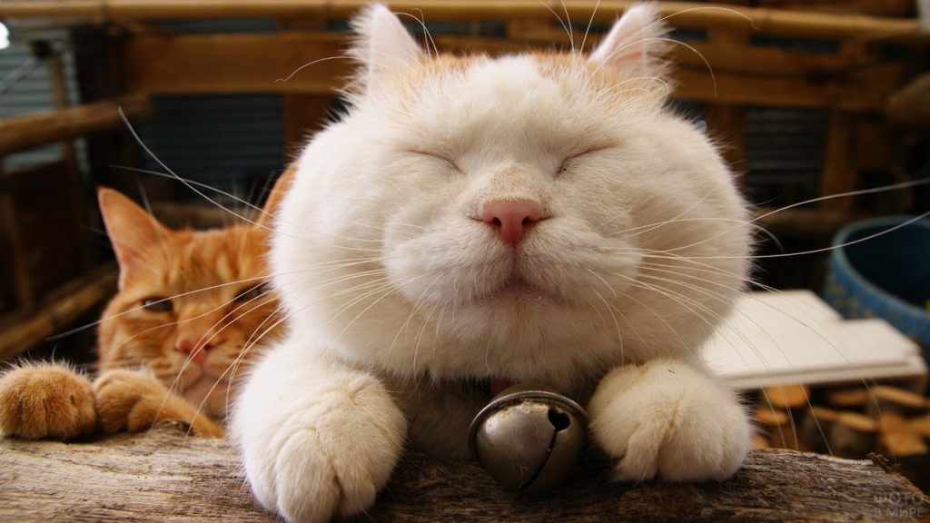 почему кошки мурчат