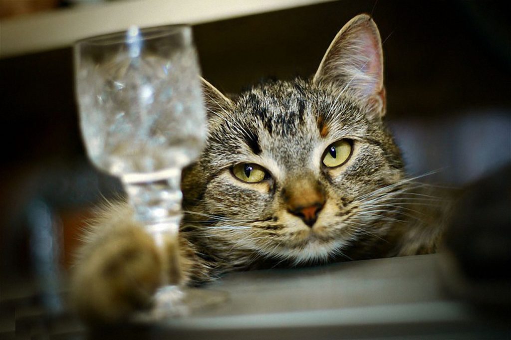 Всемирный день кошек